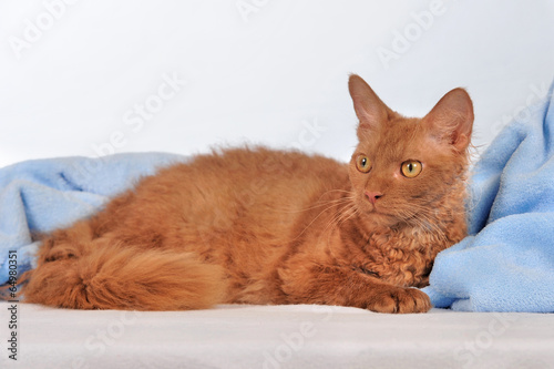 Fotografie LaPerm Katze rot liegend