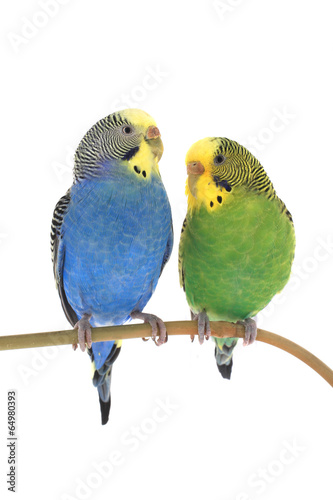 budgie