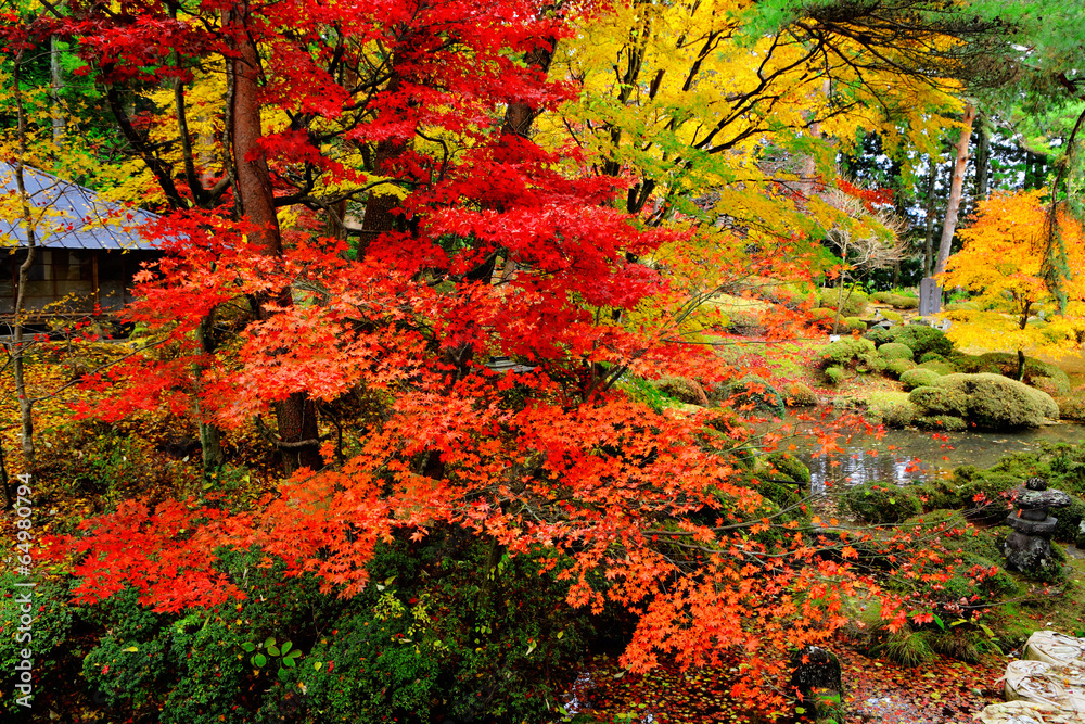 Maple tree in Japanese garden