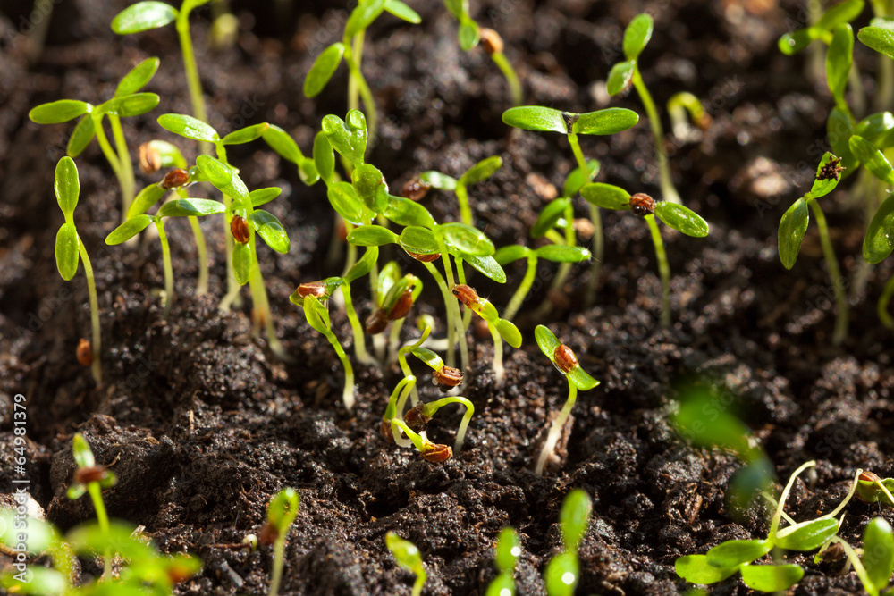 Macro of tomato sprouts Macro of tomato sprouts