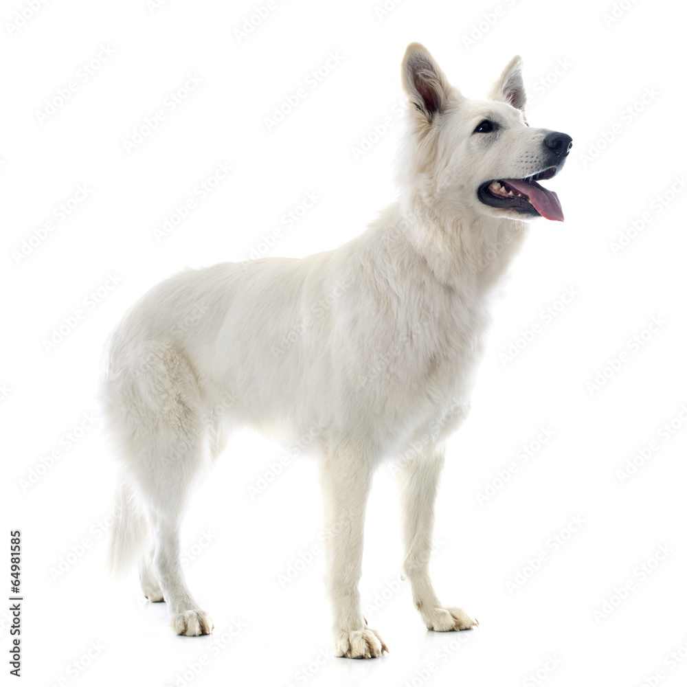Swiss shepherd Swiss shepherd