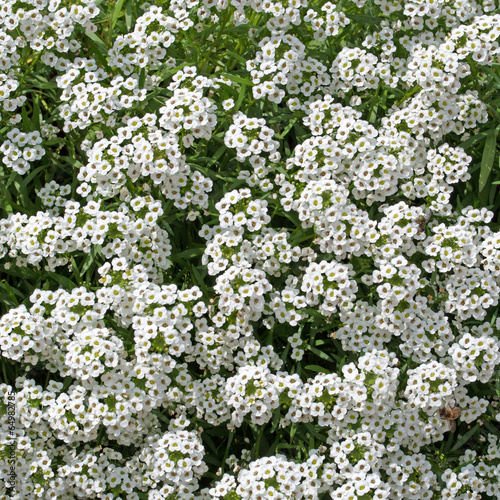 Duftsteinrich - Lobularia maritima © M. Schuppich