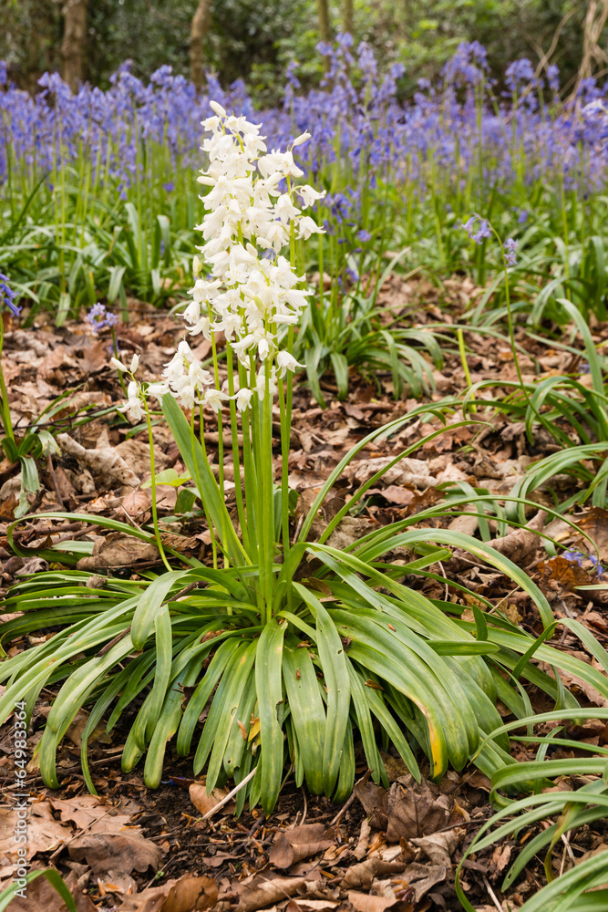 Obraz premium White Bluebells portrait