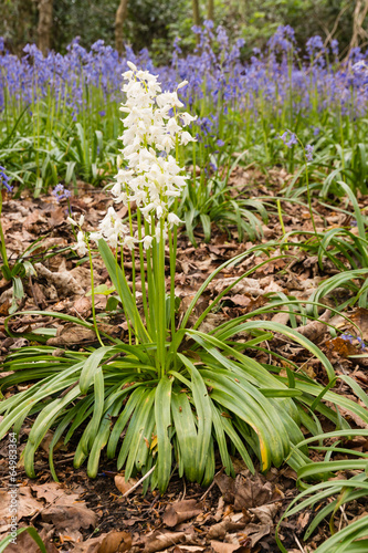 White Bluebells portrait