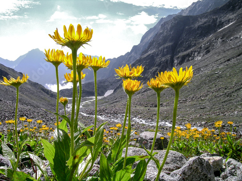 Arnica montana in the alps photo