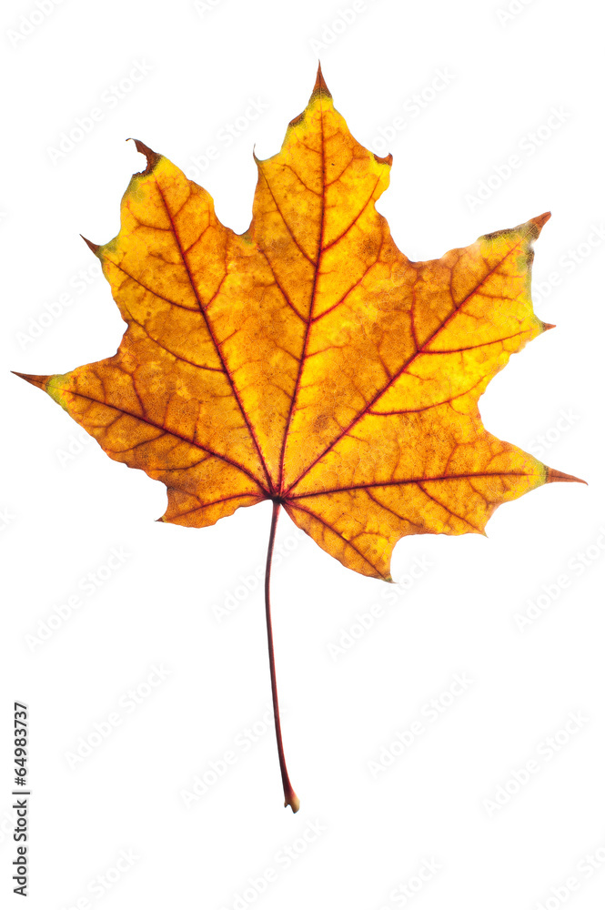 Maple leaf isolated Maple leaf isolated