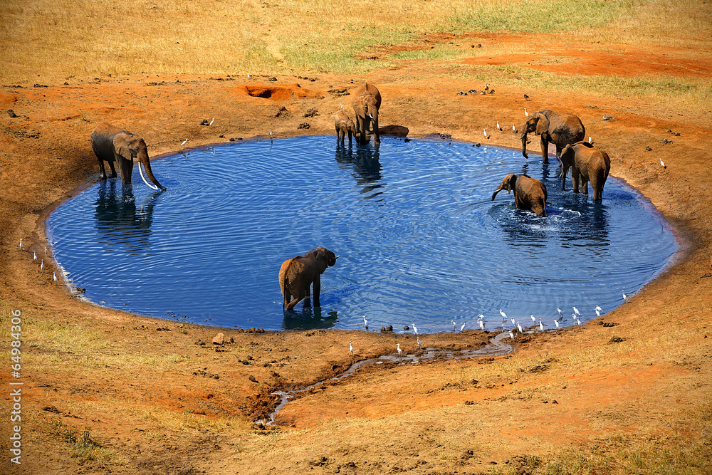 Fototapeta premium Several elephants at the source