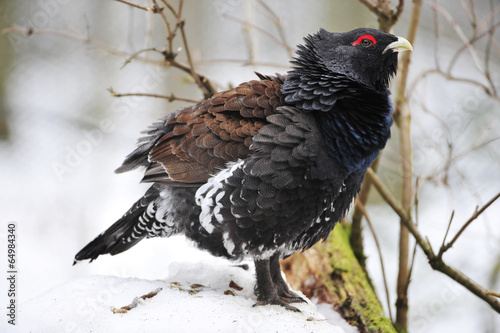 Auerhahn im Schnee