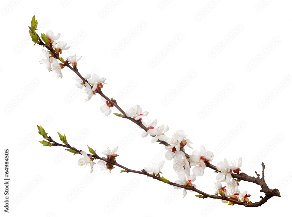 blooming cherry tree isolated branch