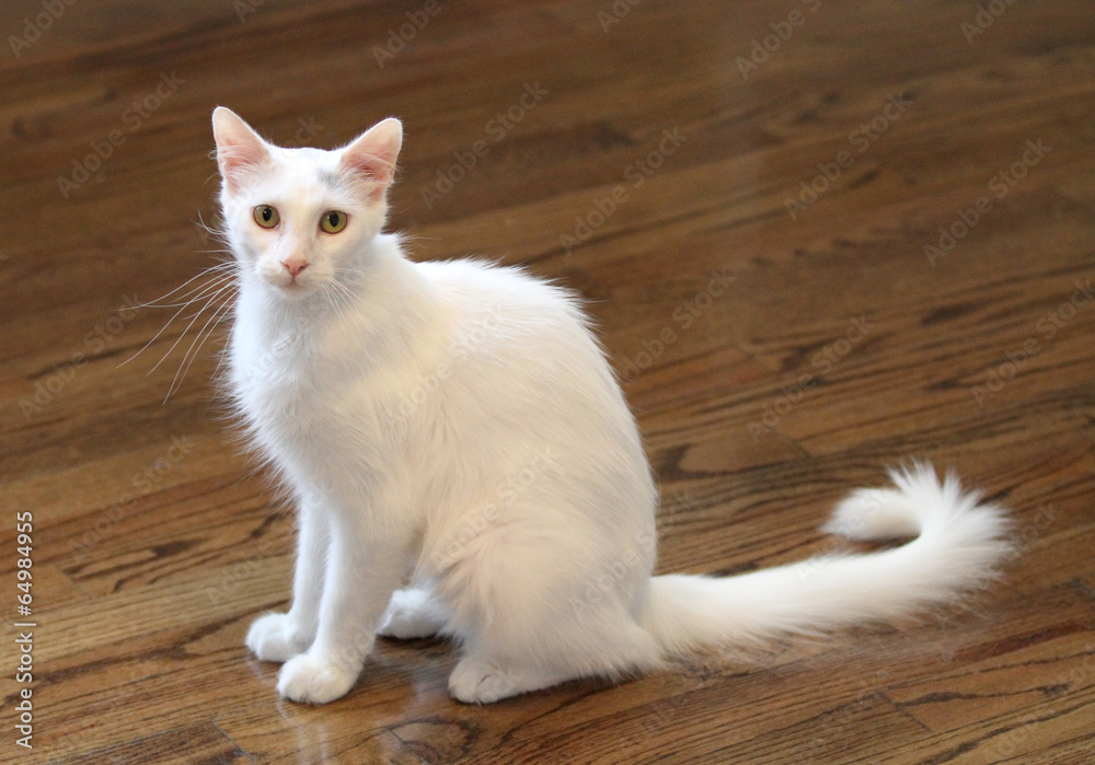 White indoor cat