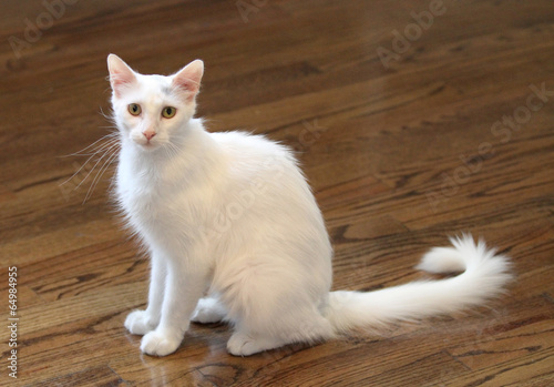 White indoor cat