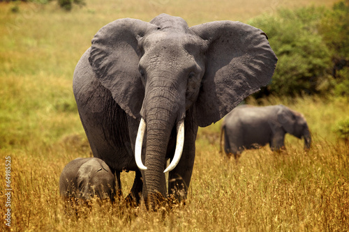 Schilderij op canvas small elephant follows the mother on the plains of Masai Mara