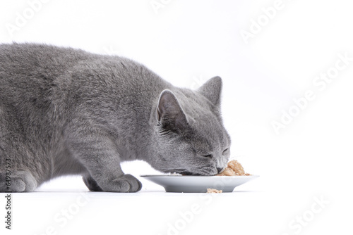 Katze beim Fressen / Nassfutter für Katzen