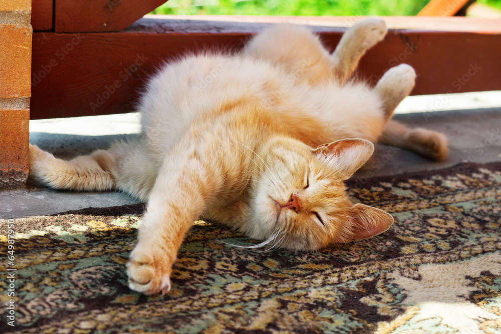 Fototapeta premium lazy red cat scratching himself