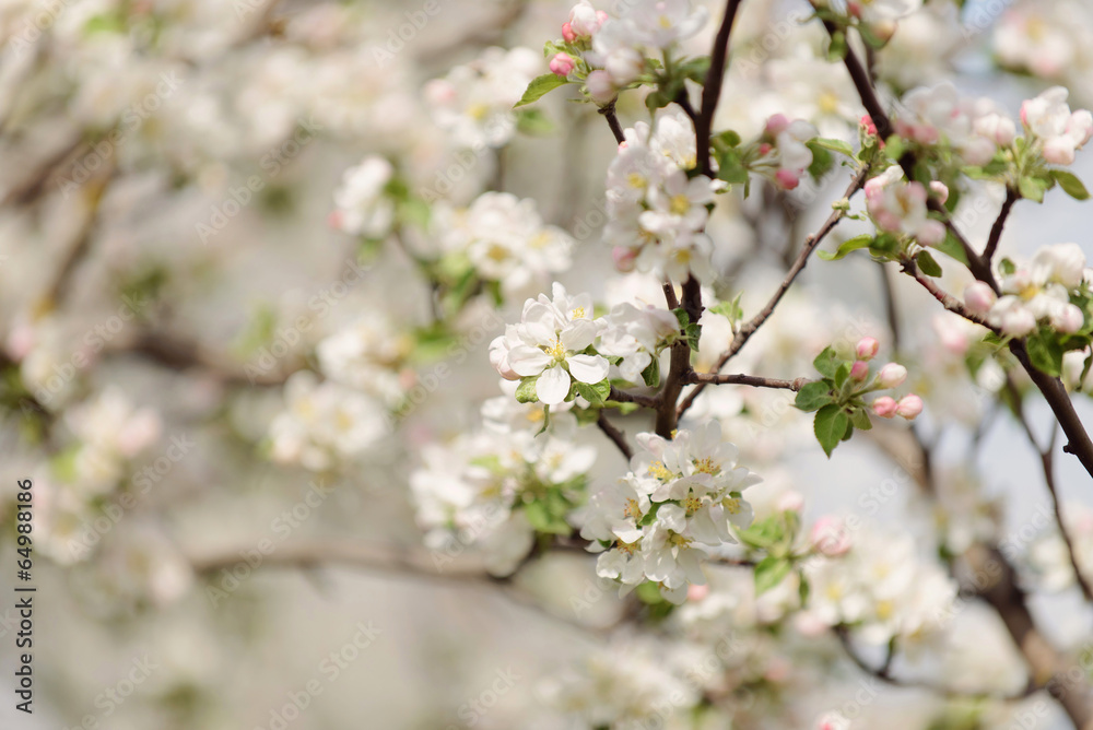 Tree Flowers