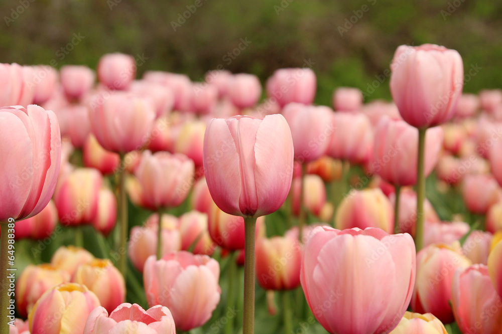 Spring tulips in full bloom, Tulip Festival in Ottawa, Canada
