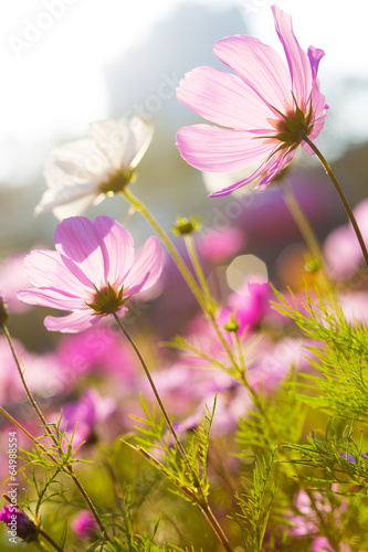 Blossom purple flower