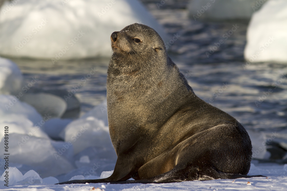 Fototapeta premium male fur seal resting on a snowy bank