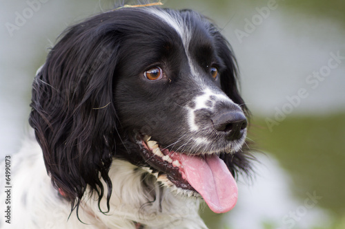 Spaniel alert and ready for action