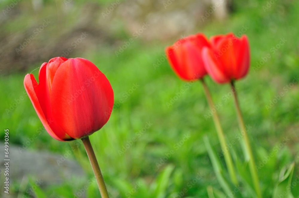 Beautiful red tulips closeup with blurred green background Beautiful red tulips closeup with blurred green background