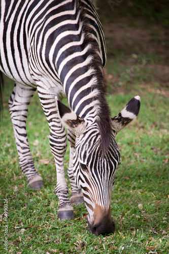 Zebra  close up