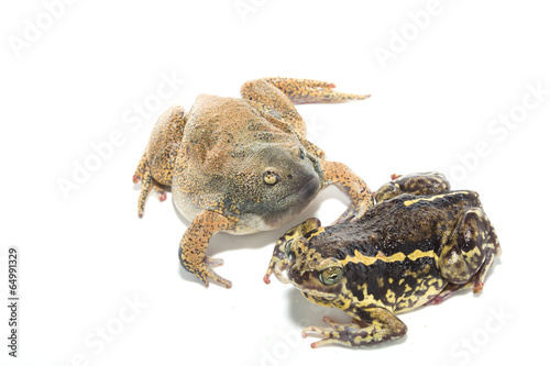bullfrog  Mating isolate on white © sakdinon
