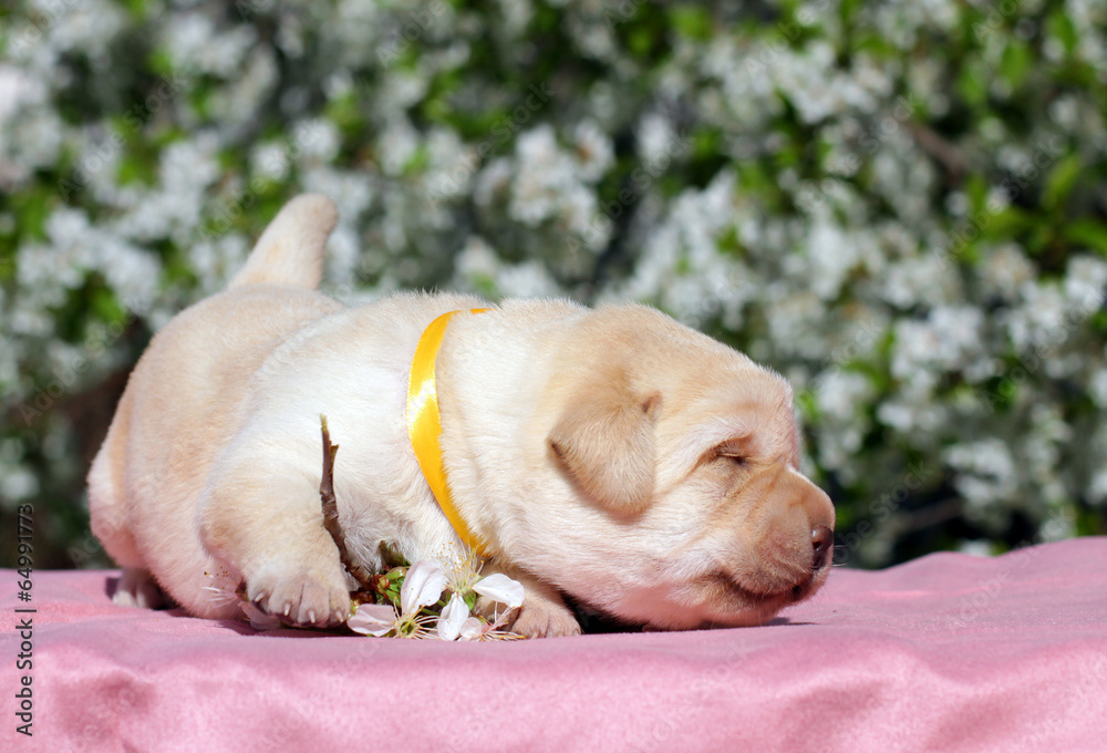 a newborn yellow labrador puppy a newborn yellow labrador puppy