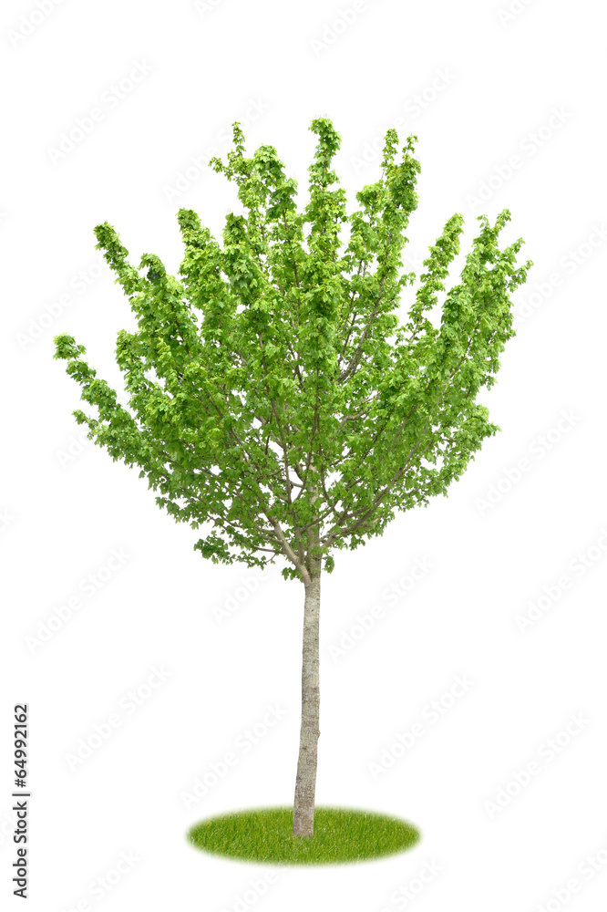 Freigestellter junger Ahorn im Frühling mit Blüten Freigestellter junger Ahorn im Frühling mit Blüten