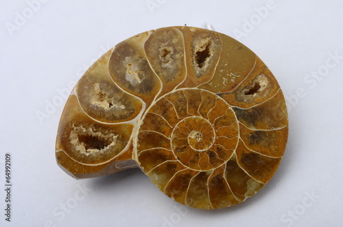 Fossil ammonite or snail