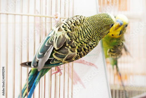 Budgerigar domestic bigd sits on cage and looks in the mirror on his reflection photo