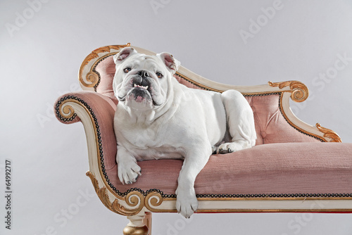 Fototapeta Naklejka Na Ścianę i Meble -  White english bulldog lying on vintage sofa. Studio shot against