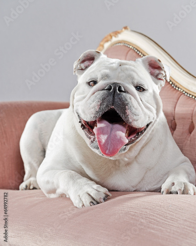 Fototapeta Naklejka Na Ścianę i Meble -  White english bulldog lying on vintage sofa. Studio shot against