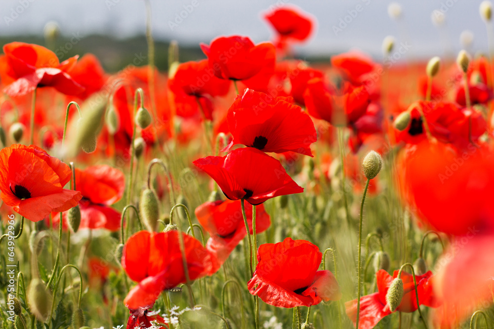 Fototapeta premium Nice field of red poppy flowers