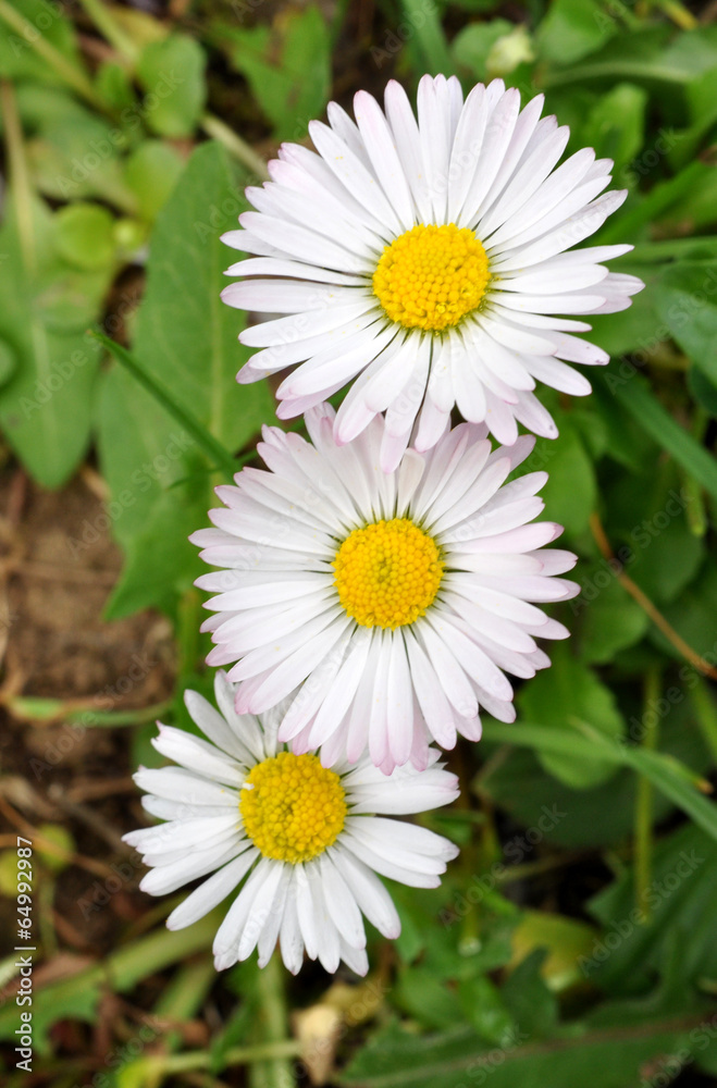 Fototapeta premium blooming daisies