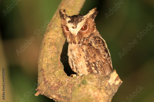 Palawan Scops Owl (Otus fuliginosus) in Palawan Island