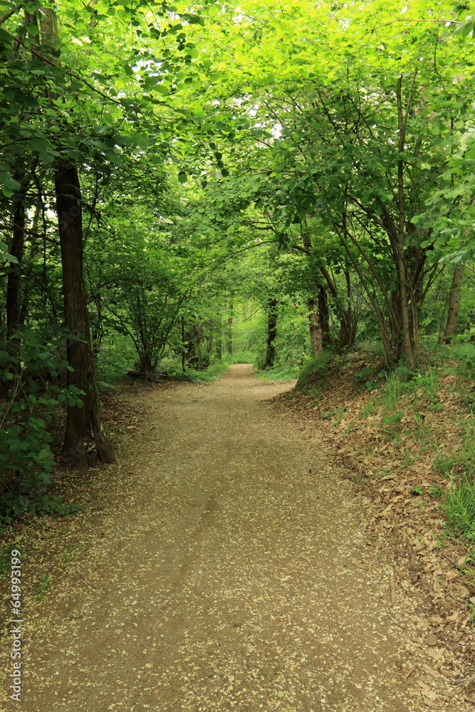 Fototapeta premium parco del Lura - Guanzate
