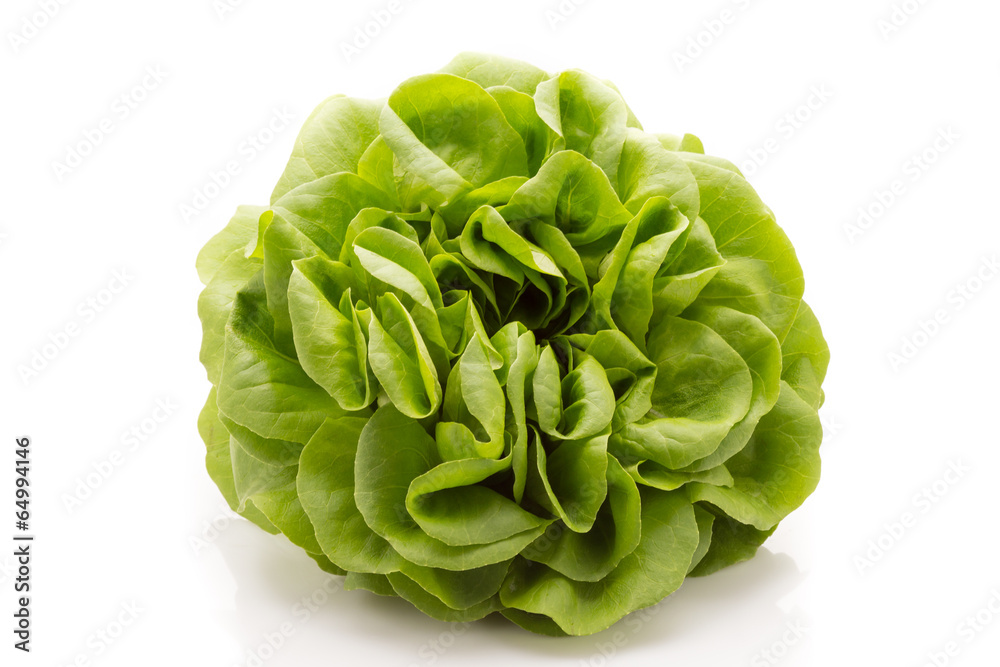 Fototapeta premium Lettuce.