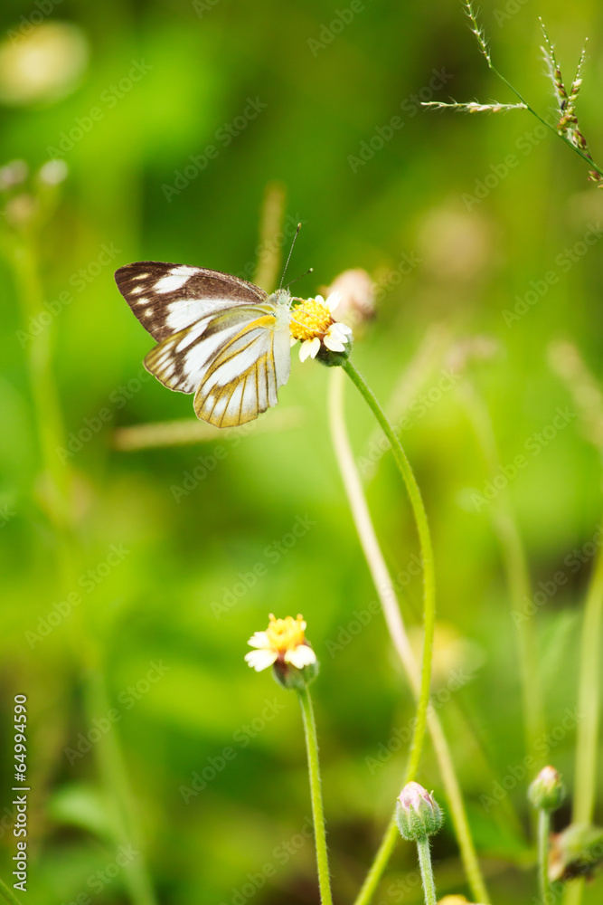Small butterfly
