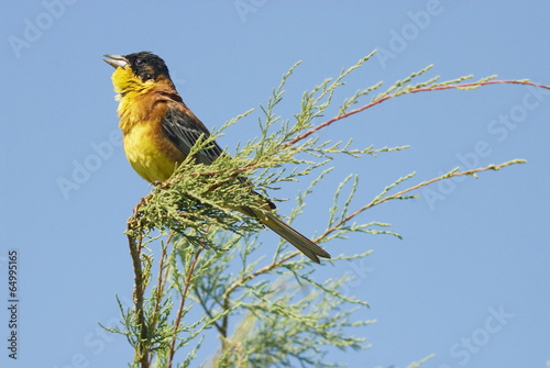 Kappenammer (Emberiza melanocephala) photo