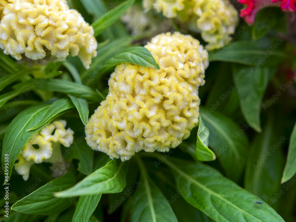 Yellow Toreador. Yellow Toreador.