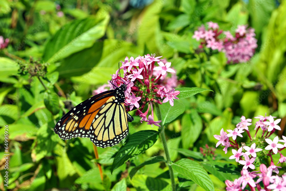 Monarch butterfly Latin name Danaus plexippus Monarch butterfly Latin name Danaus plexippus