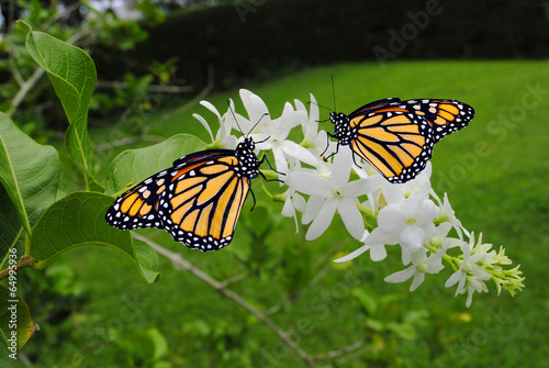 Monarch butterflies Latin name Danaus plexippus