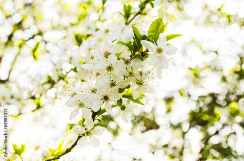 Flowering tree photo