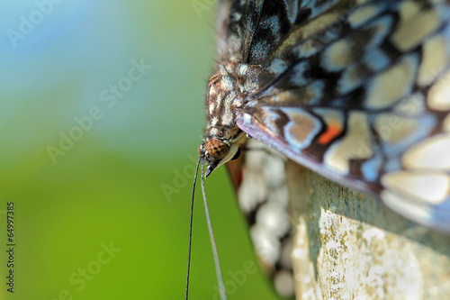 Close-up of a Guatemalan Cracker Butterfly, Costa Rica photo