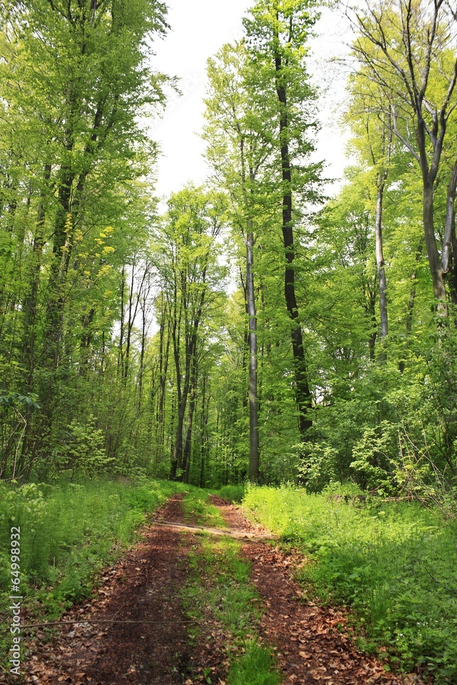 Obraz premium forest