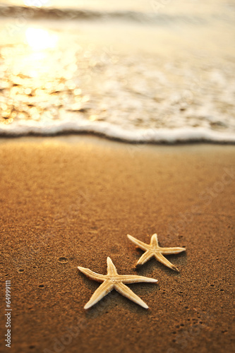 sea star by the beach