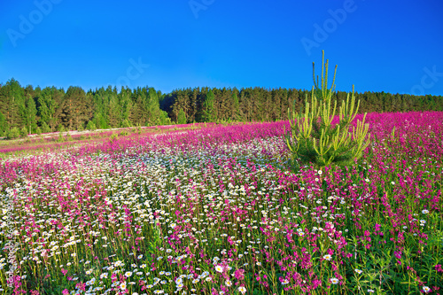 Wallpaper Mural blossoming summer meadow Torontodigital.ca