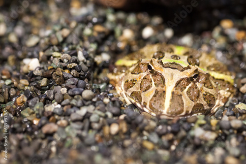 Foto frog in natural habitat