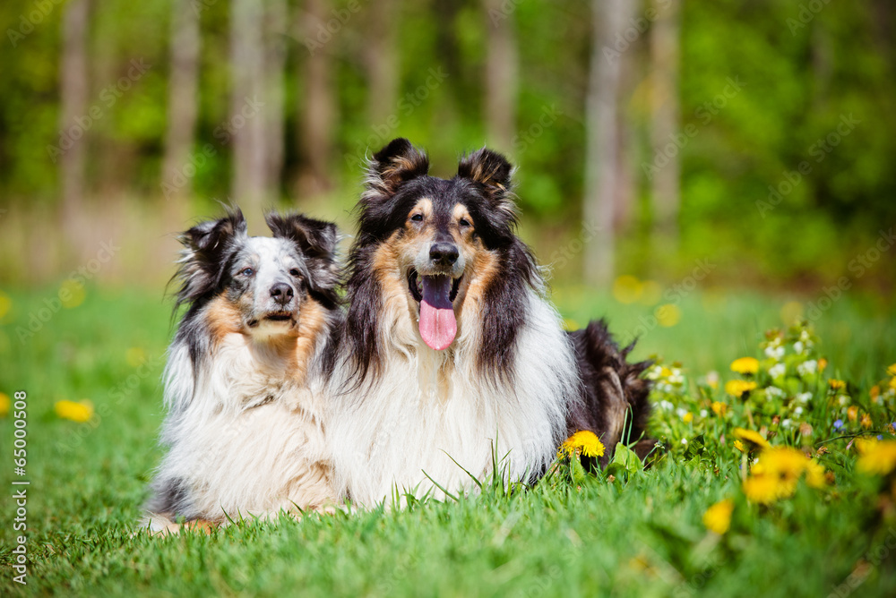 sheltie and rough collie outdoors