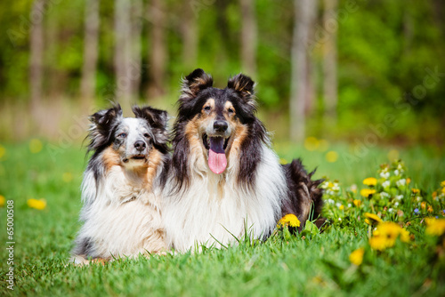 sheltie and rough collie outdoors